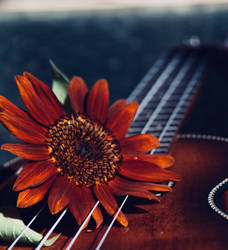 ...pretty music...