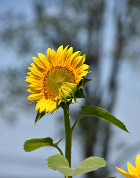 approaching full bloom