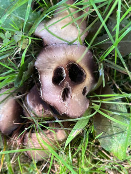 SkeleShroom
