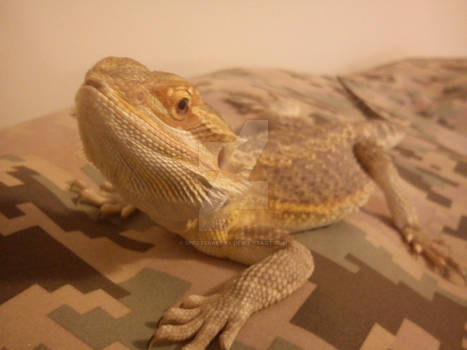 Gojira the beardie