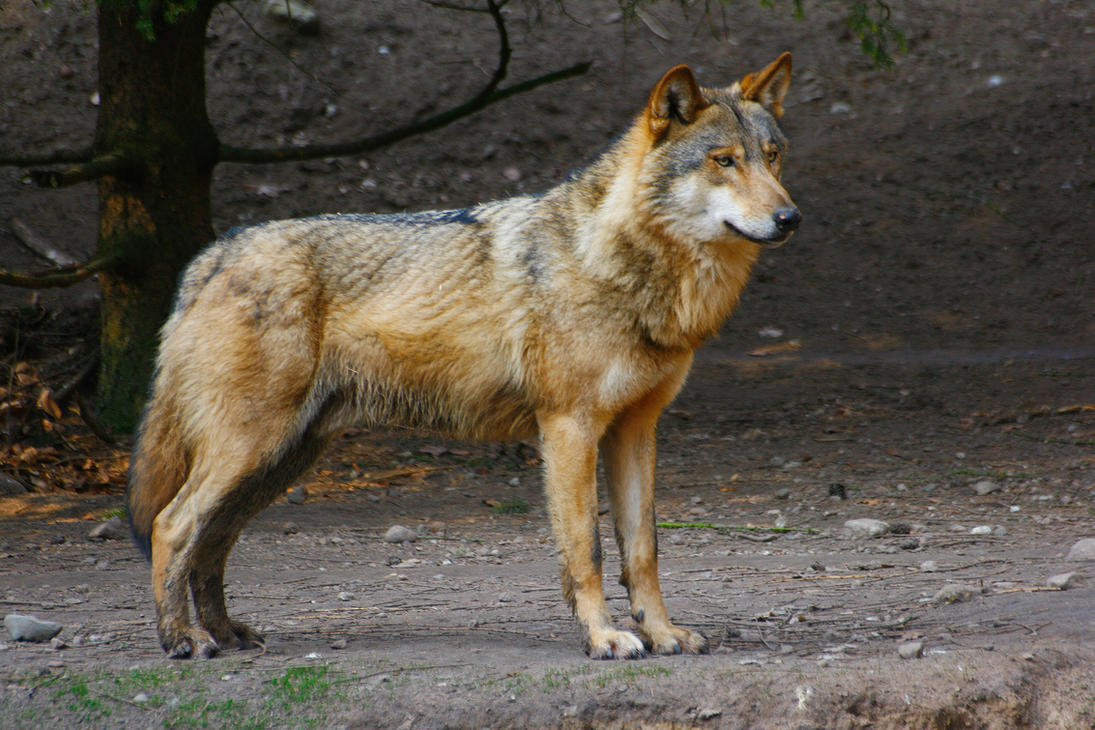 Wolf Standing Side View free images, download Wolf Standing Side View,S...