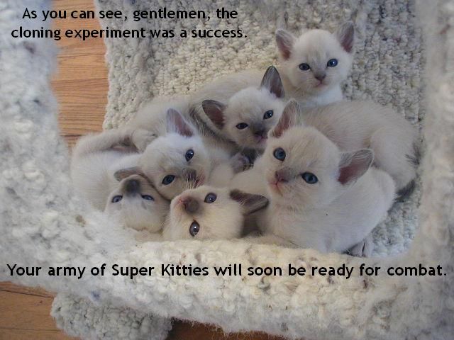 Quotes Gambar Kucing Gambar Kelabu