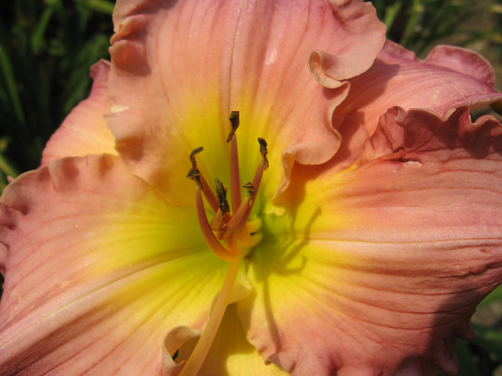 Pale Pink Daylily