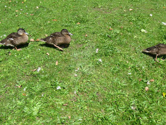 Two and a Half Ducks