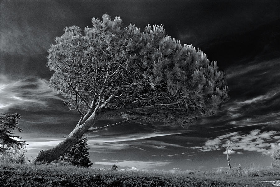 Polar tree by marcopolo17 on DeviantArt