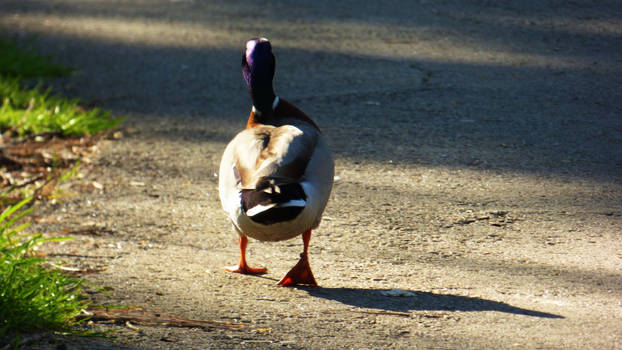 Duck Riding Deviantart Explore the Best Duckwalking Art | DeviantArt