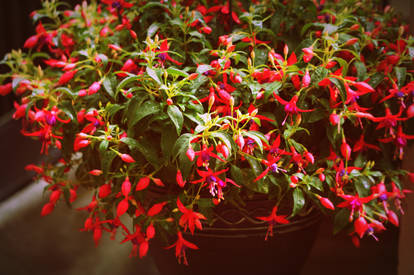 Flower basket