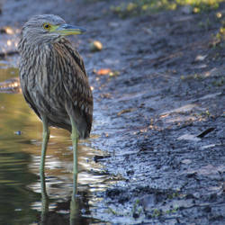 Nankeen Night Heron