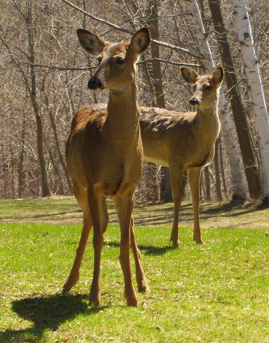 Backyard Deer