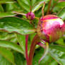 Peony Bud 1