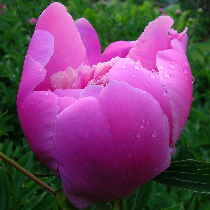 Pink Peony