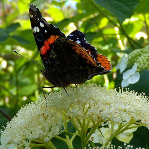 Garden Scene