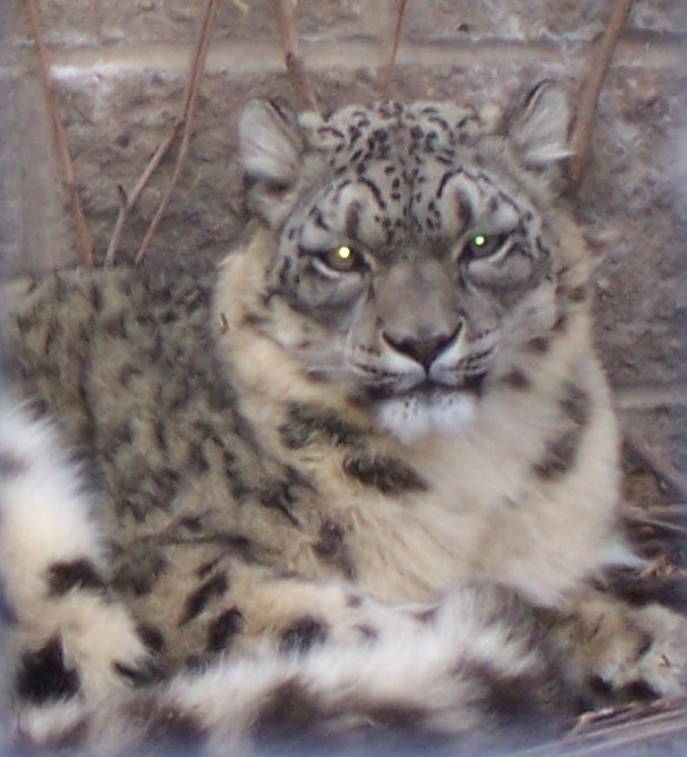 Snow Leopard