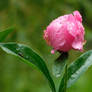 Peony in the rain