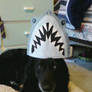 Shark Doggy