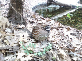 Male bobwhite quail pic#2