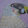 King Vulture