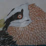 Bearded Vulture