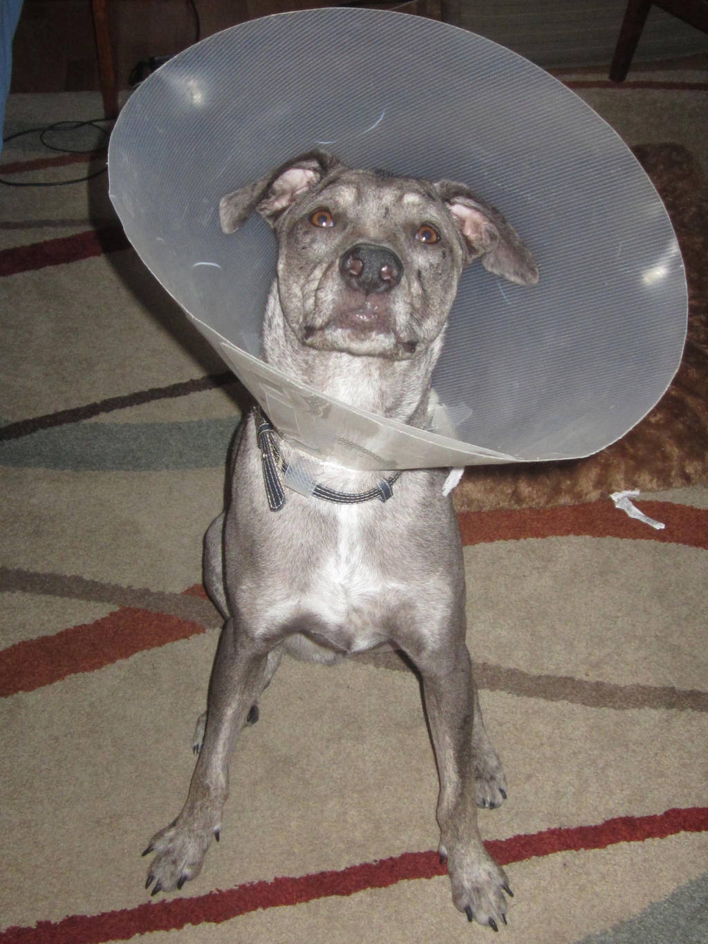 Rock'n the cone of shame