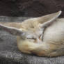 Sleepy little fox