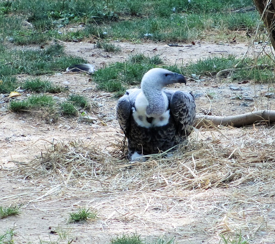 Ruppell's Griffon Vulture nesting