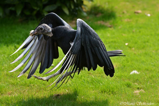 Hop if you love vultures!