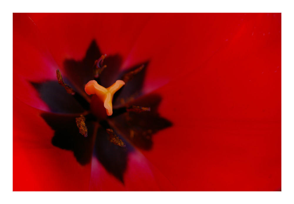 Red Tulip