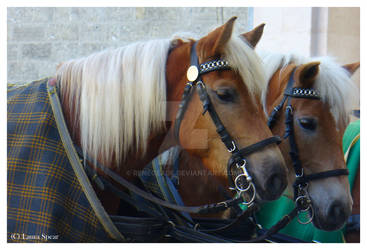 Haflinger Pferde