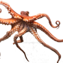 Octopus png