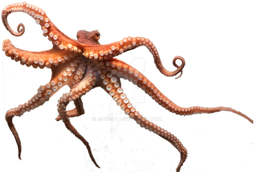 Octopus png