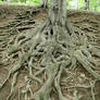 Roots old tree