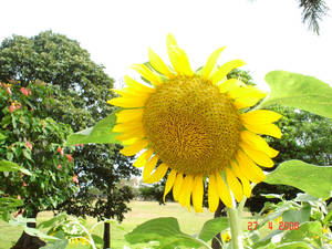 Sun Flower