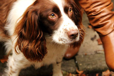 Spaniel