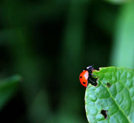 Ladybird