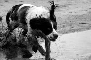 Spaniel Running