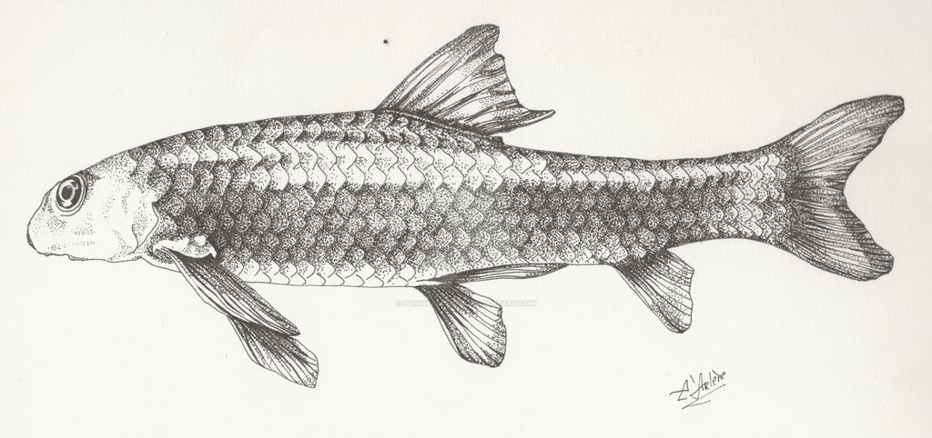 Garra Rufa Drawing Garra rufa by PoignetBoheme on DeviantArt