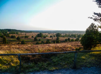 Heide um den Wilseder Berg