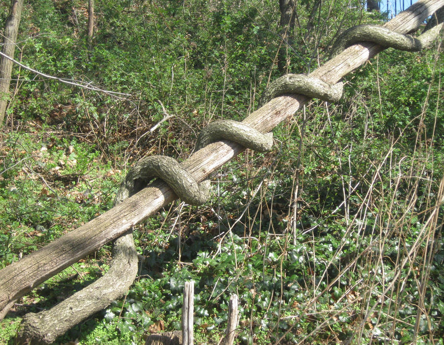 Wooden Python by pinkcheeks28 on DeviantArt