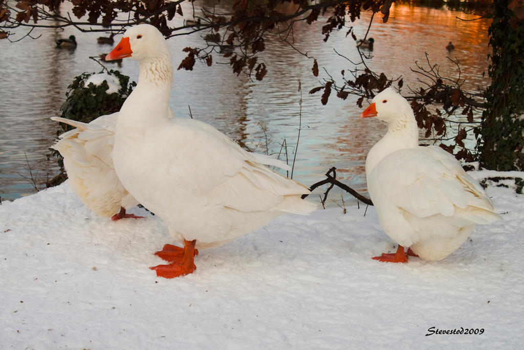 Goose Cold Cold Geese by stevestod on DeviantArt