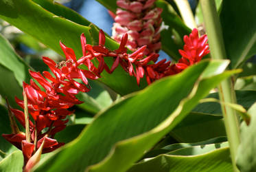 Paraiso Rojo