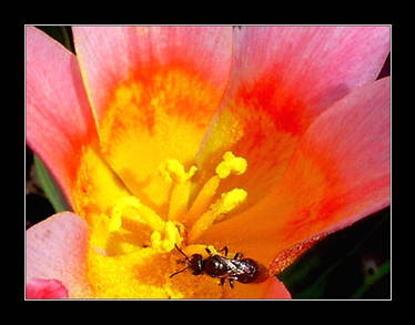 Only Bees can Pollinate