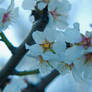 Almond Orchard, Feb 4