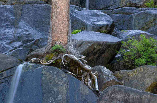 Impossible Tree Waterfall