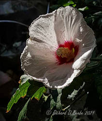 Rose-of-Sharon, morning watering