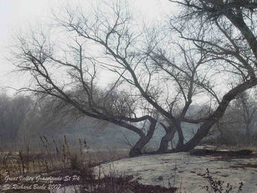 sand and tree 2