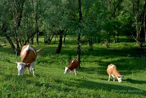 cows Lonjsko Polje