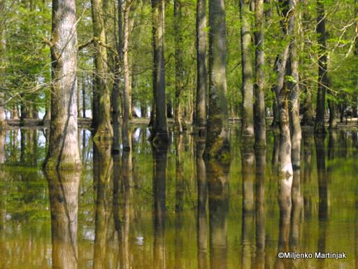 Flood Forest