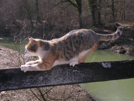 DSCN3304b Cat on the old wooden bridge 1