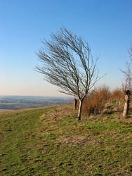 Windswept