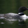 Loon at a different view